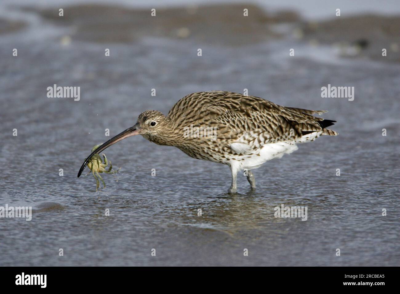 Curlew con granchio sequestrato, parco nazionale di Northumberland, Inghilterra (Numenius arquata) Foto Stock