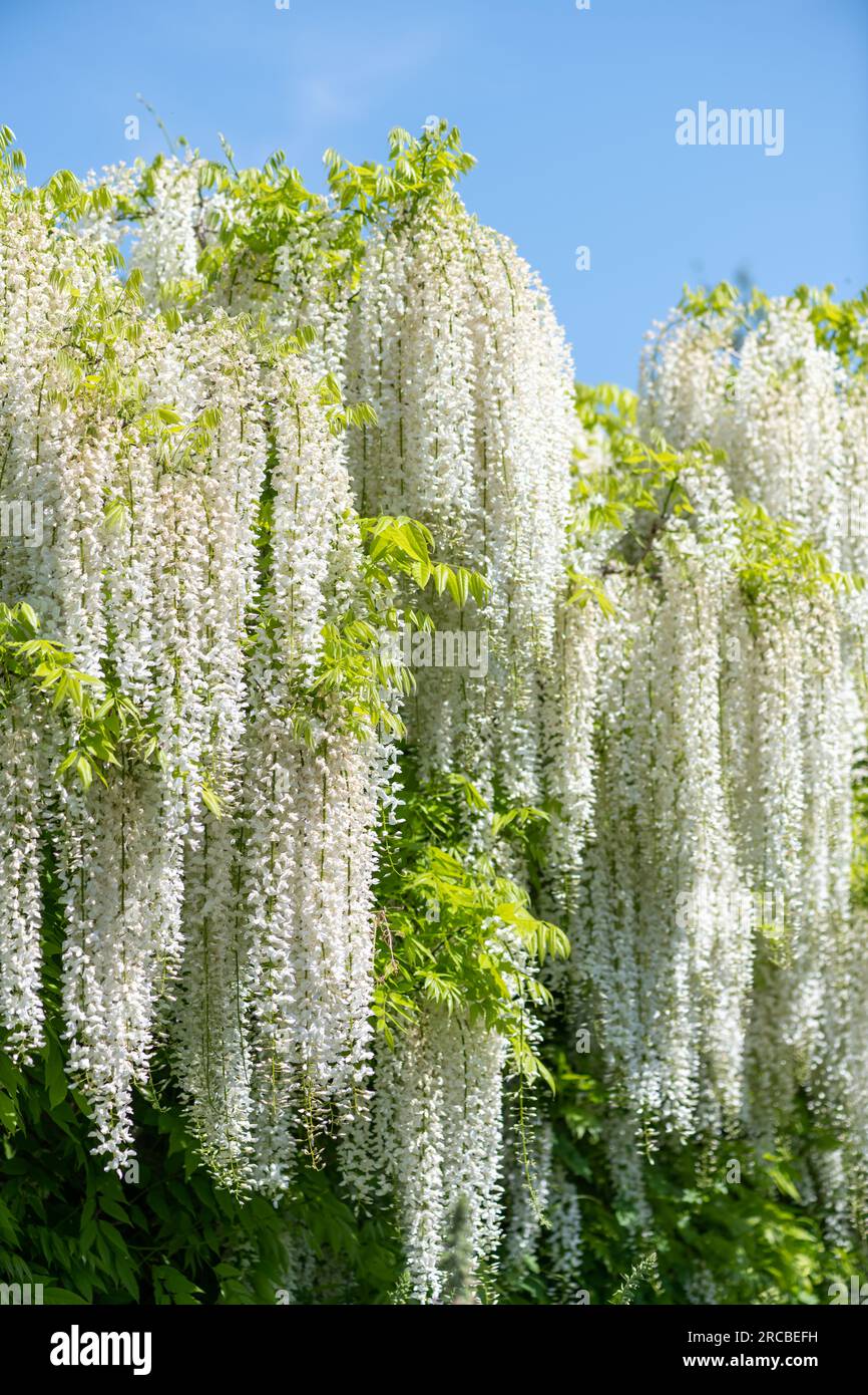 Glicine bianco fiori in fiore Foto Stock