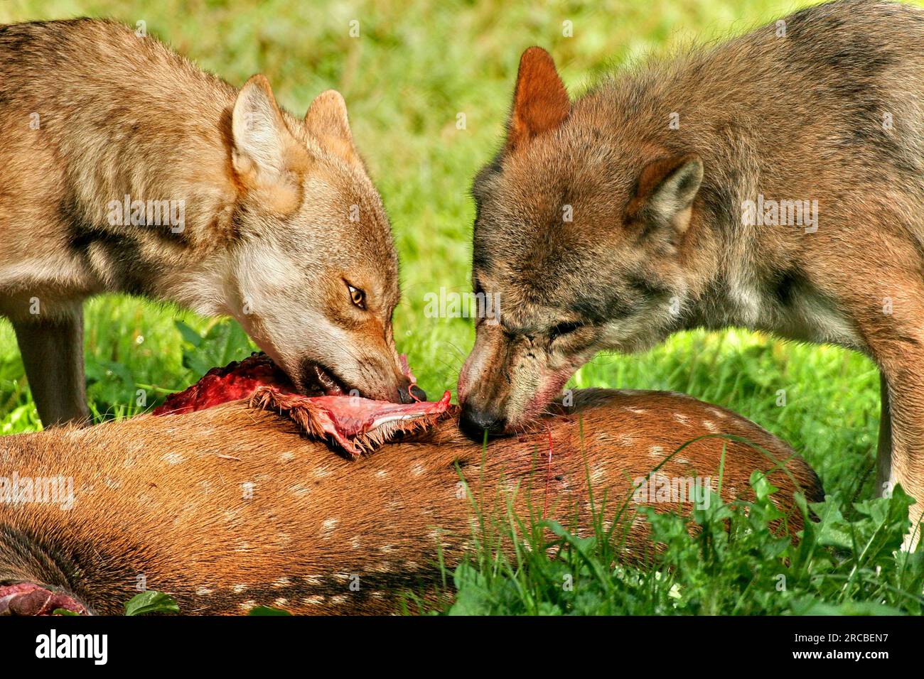 Lupi grigi (Canis lupus) alla carcassa del cervo Foto Stock