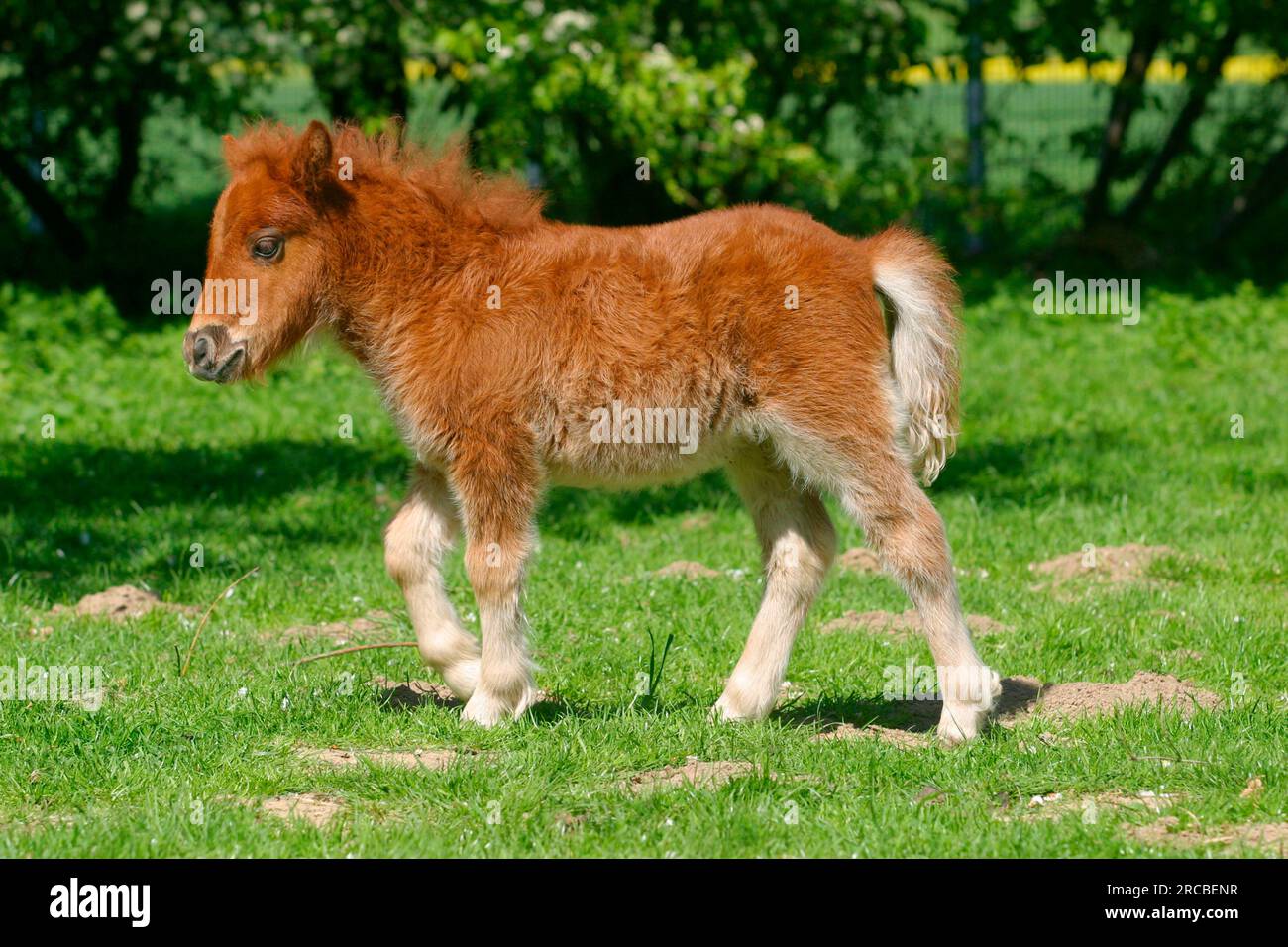 Mini pony delle shetland, puledro, shetty, lateralmente Foto Stock