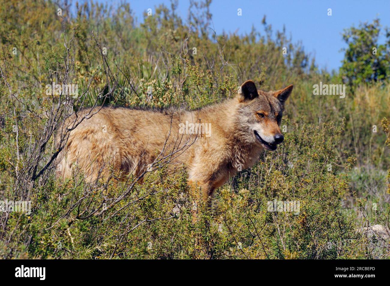 Lupo iberico (Canis lupus signatus), lupo spagnolo Foto Stock