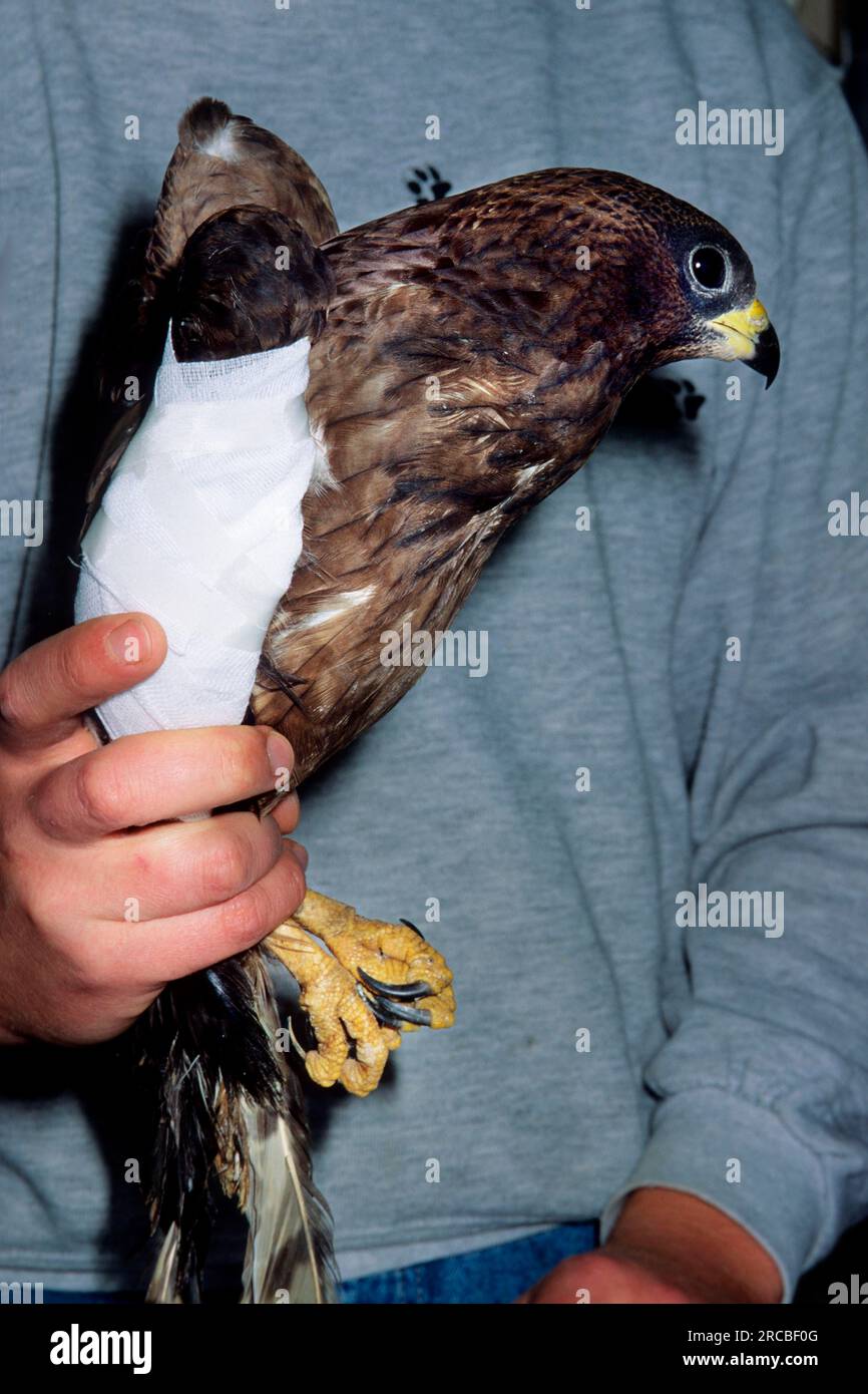 Buzzard comune con ala ferita (Buteo buteo) Foto Stock