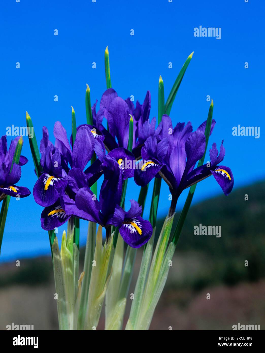 Iris nano, Iris nano (Iris pumila) Foto Stock