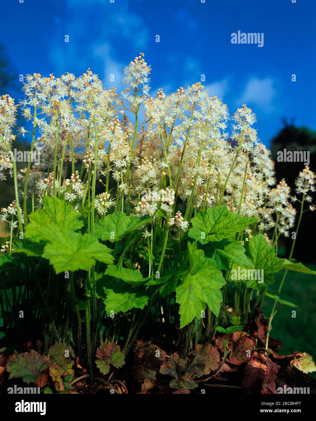 Fiore di foglia di cuore (Tiarella cordifolia) Foto Stock