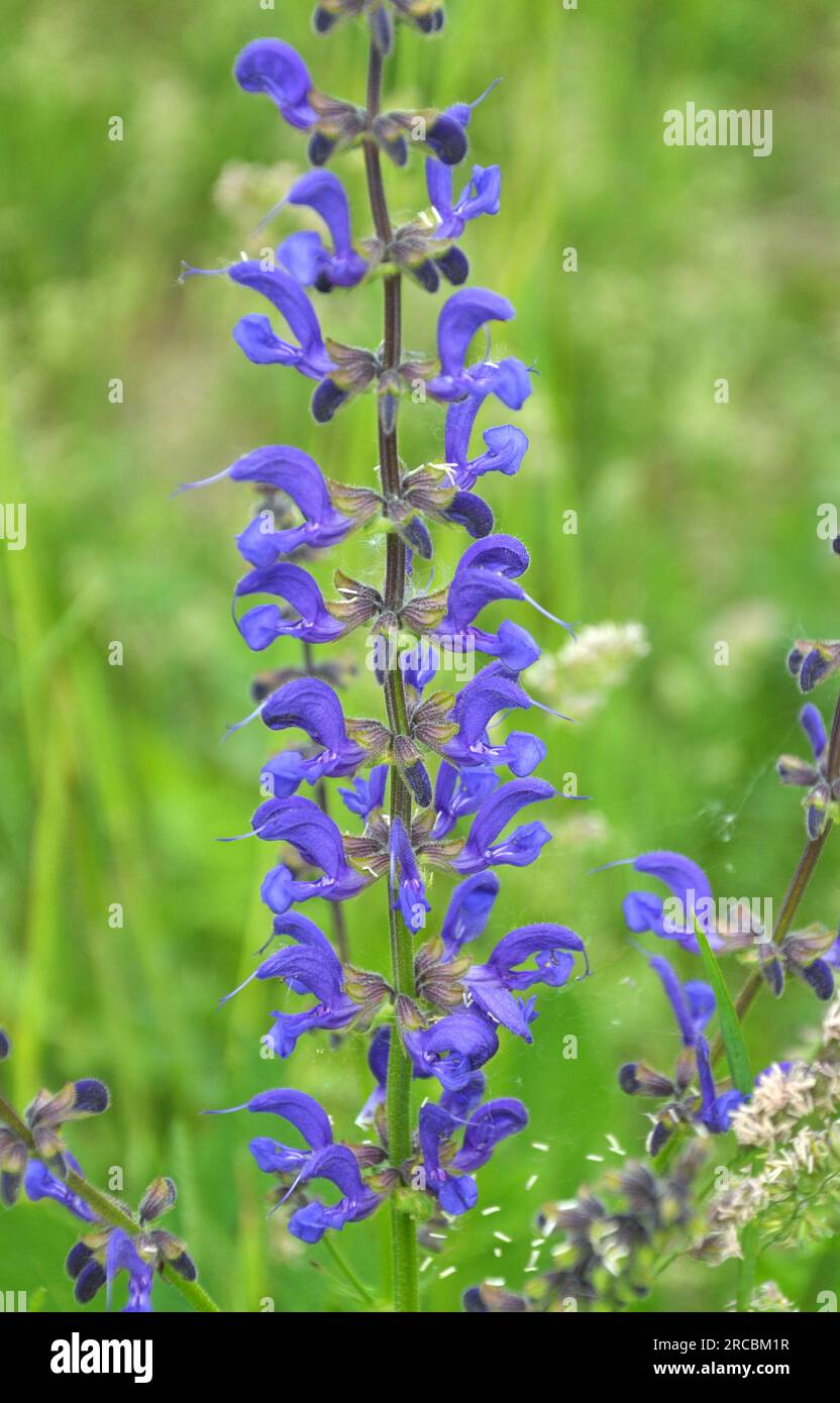 In estate la salvia prato (Salvia pratensis) fiorisce tra le erbe selvatiche Foto Stock