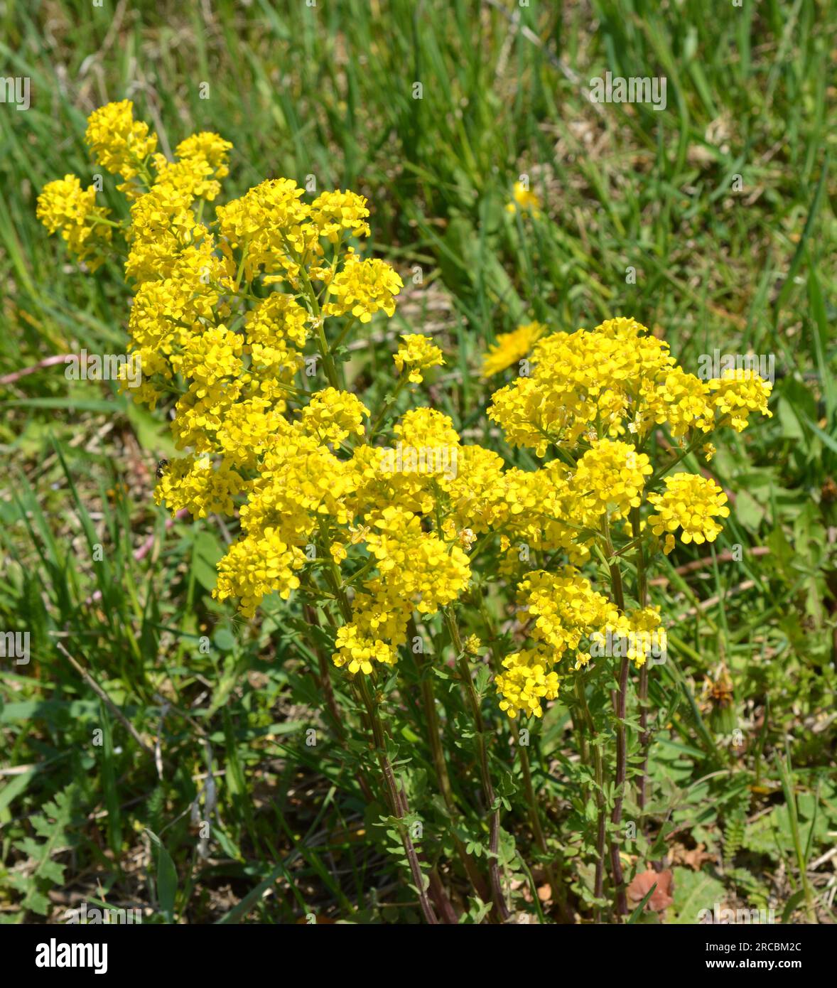 La rapa selvatica (Barbarea vulgaris) fiorisce in natura tra le erbe. Foto Stock