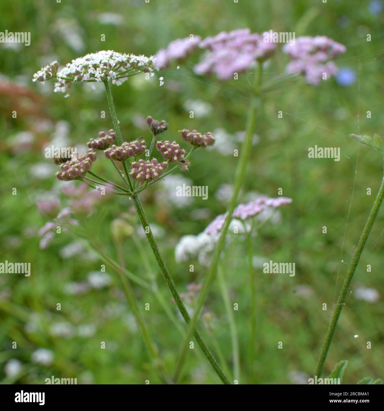 Torilis japonica cresce tra le erbe selvatiche Foto Stock