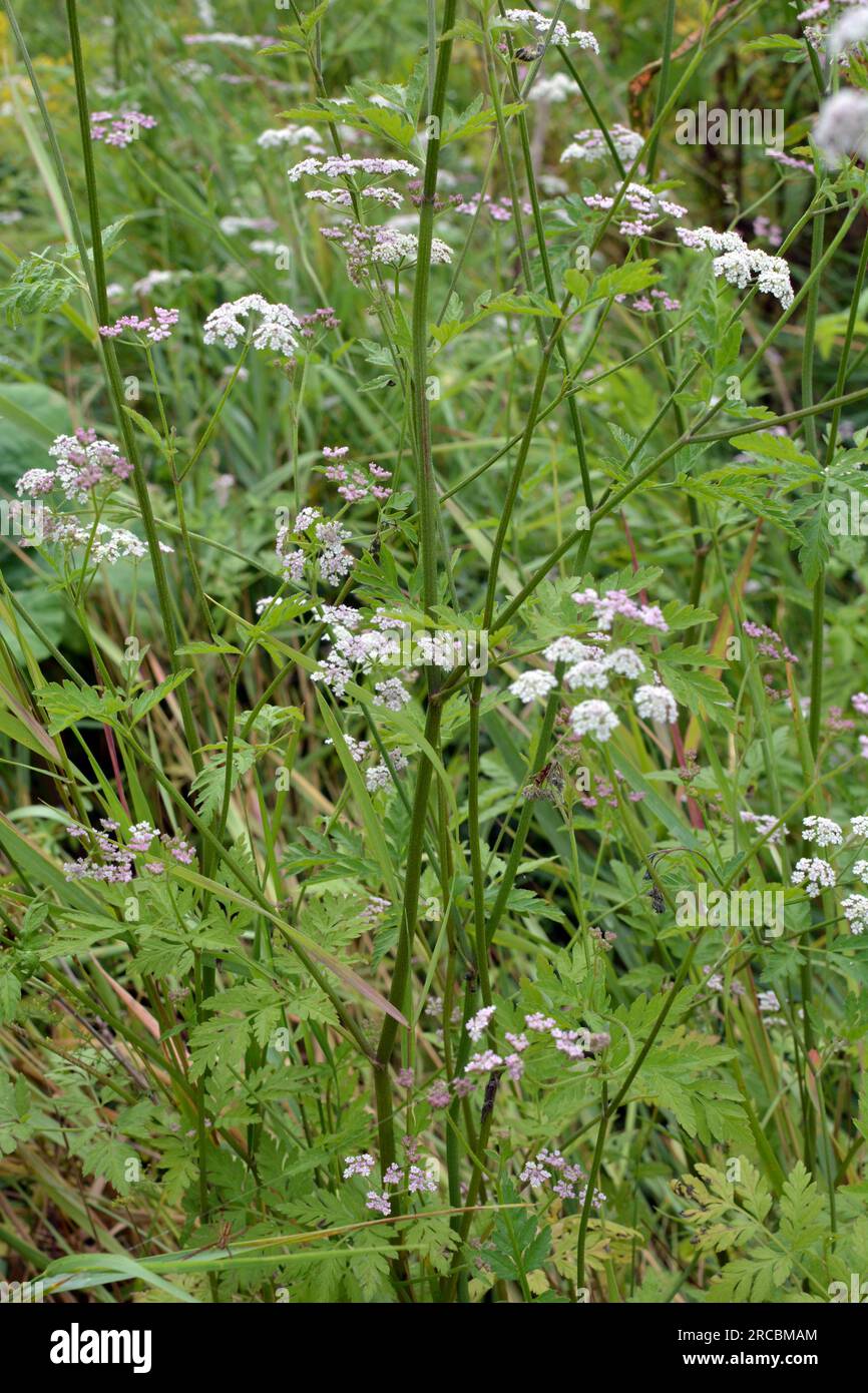 Torilis japonica cresce tra le erbe selvatiche Foto Stock