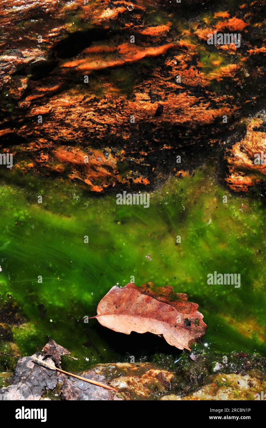 Acqua limpida con sabbia e foglie Foto Stock