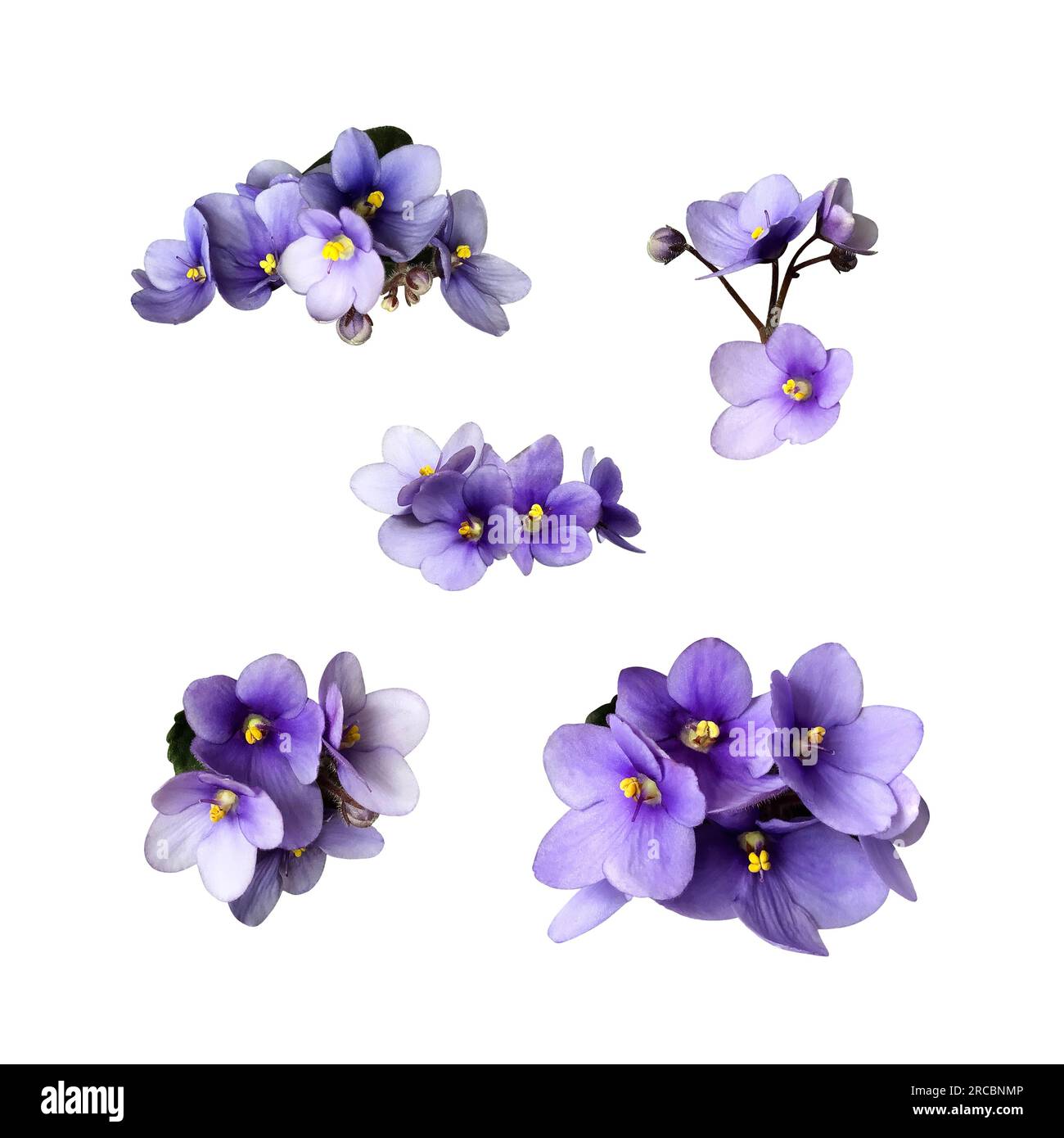 Set di fiori con ritaglio viola viola, oggetto isolato per piante domestiche, percorso di ritaglio, elemento decorativo per il design, concetto di arredamento per la casa Foto Stock