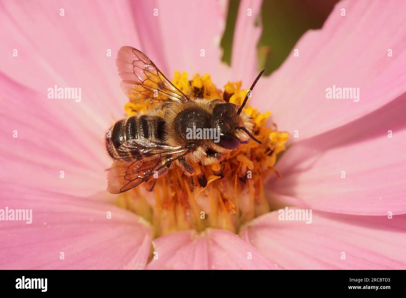 Primo piano naturale su un'ape maschio Patchwork, Megachile centuncularis su un fiore rosa di Cosmos bipennatus Foto Stock