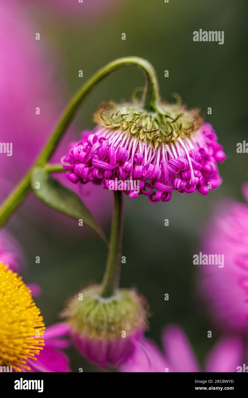 "In giro" Foto Stock