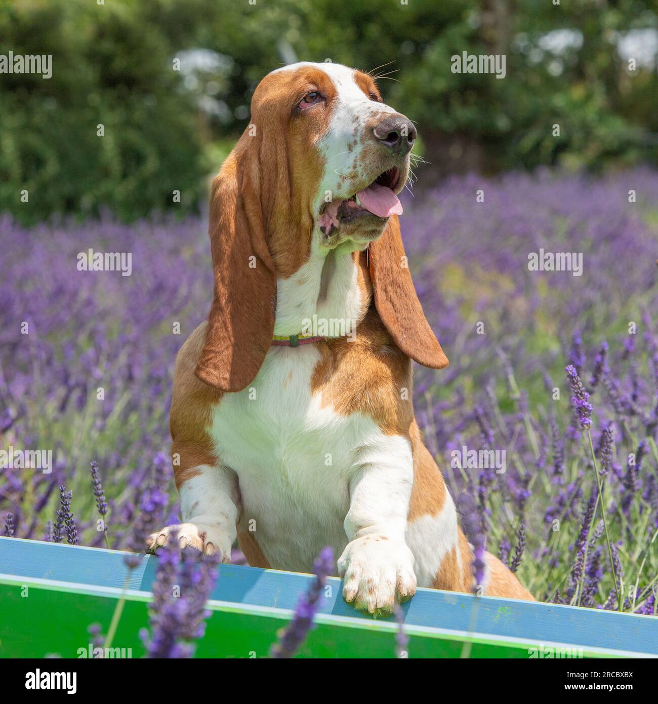 Basset Hound. cane seduto in lavanda Foto Stock