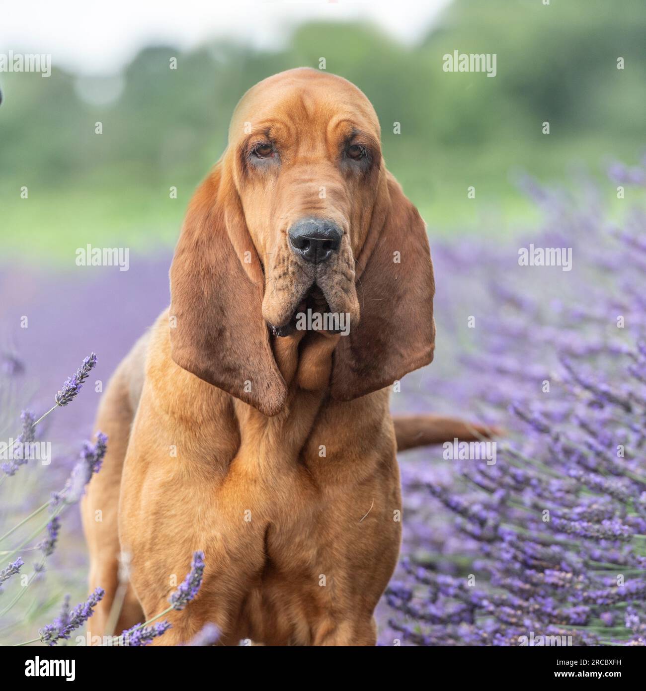 bloodhound in piedi nel campo di lavanda Foto Stock