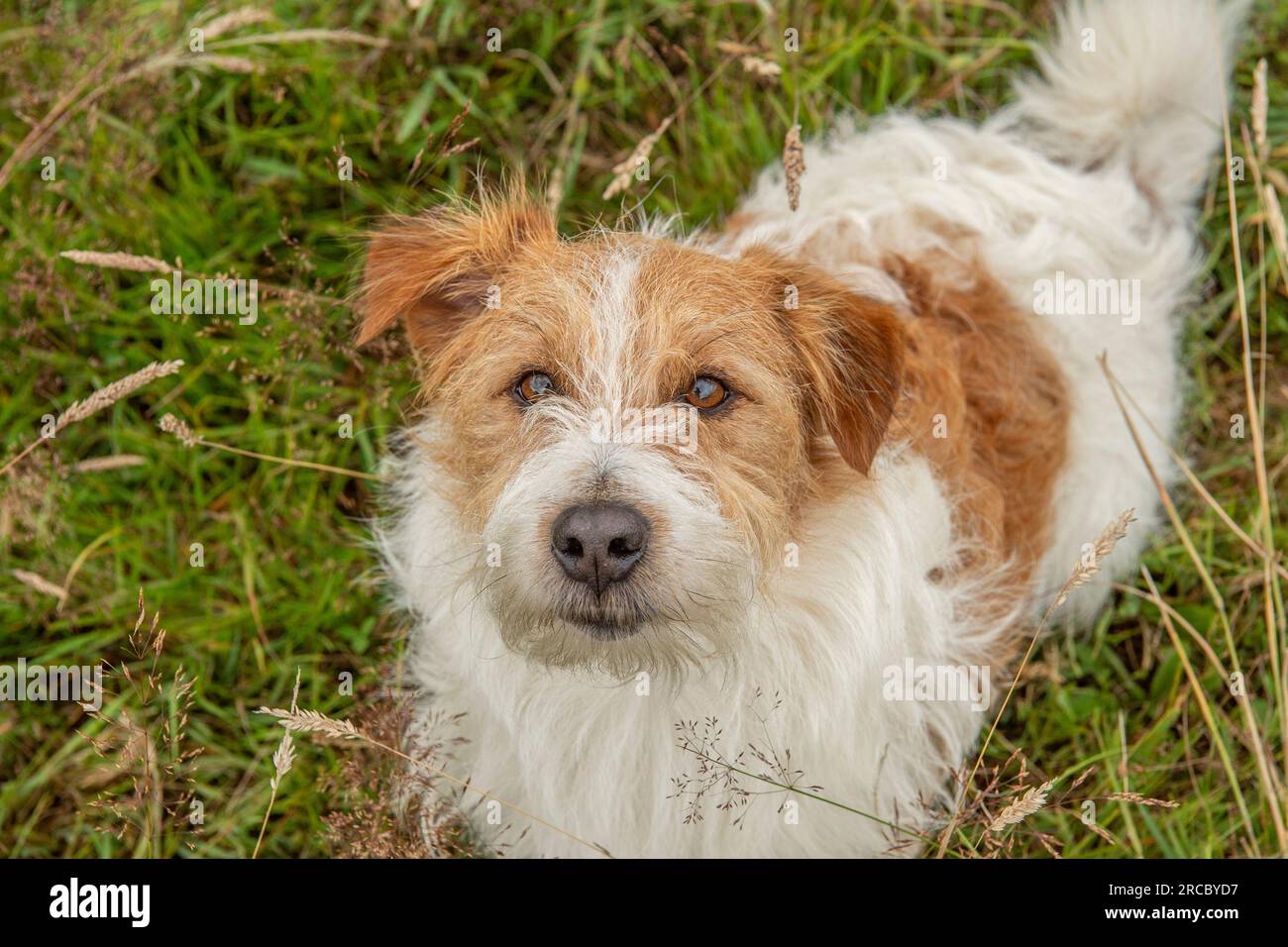 Il carino Jack Russell Terrier guarda la telecamera Foto Stock