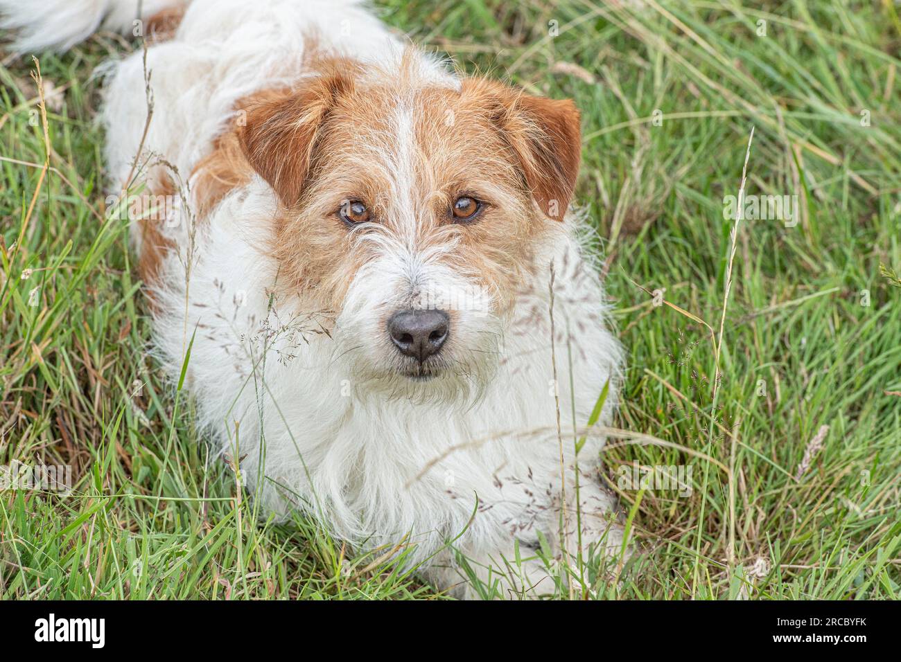 Jack Russell Terrier cane che guarda la telecamera Foto Stock