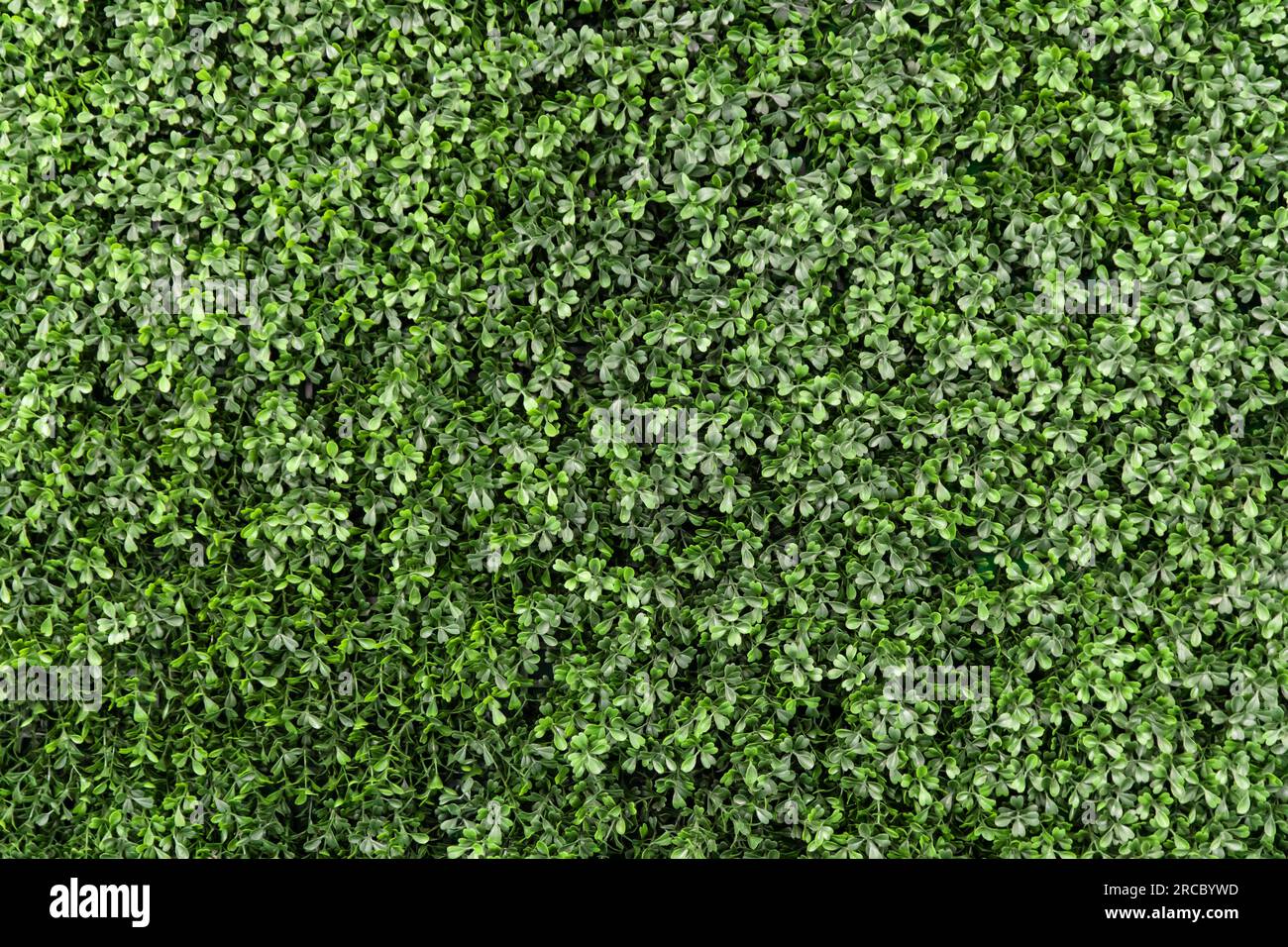 Trama sfondo parete trifoglio verde Foto Stock
