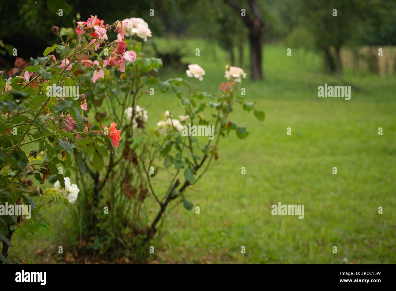 Splendido fiore di rose con gocce di pioggia, petali di rosa in fiore con gocce d'acqua nel giardino bagnato, sfondo naturale nella stagione delle piogge, freschezza, relax Foto Stock