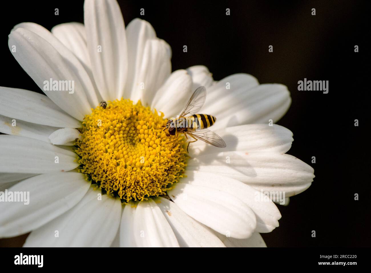 Hoverfly che si nutre del fiore di una margherita di bue. Foto Stock