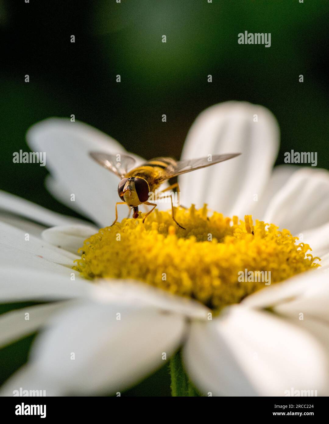 Hoverfly che si nutre del fiore di una margherita di bue. Foto Stock