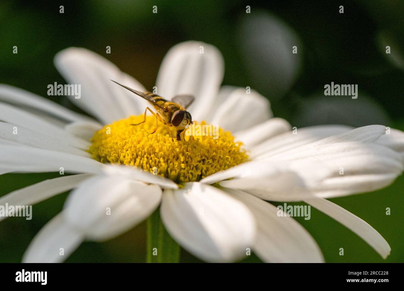 Hoverfly che si nutre del fiore di una margherita di bue. Foto Stock