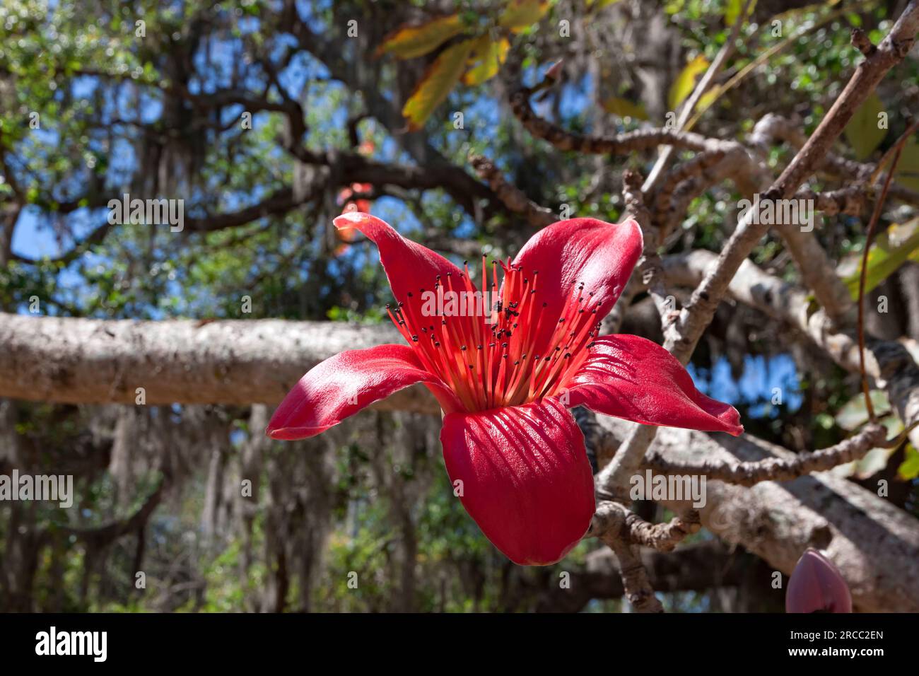 Primo piano del fiore di cremisi dell'albero di Kapok o dell'albero di cotone di seta rossa. [Bombax ceiba] a Sarasota, Florida. L'albero è stato introdotto in Florida nel 1912. Foto Stock