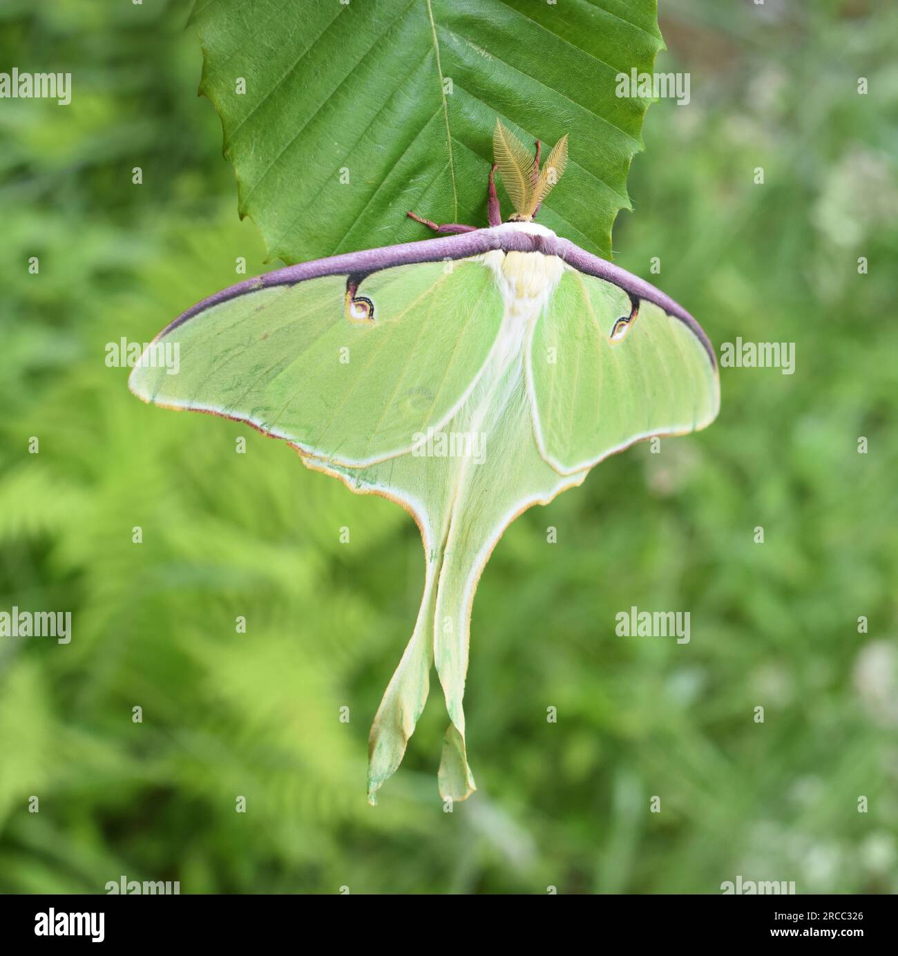 La falena lunare americana Actias luna appesa a una foglia all'aperto Foto Stock