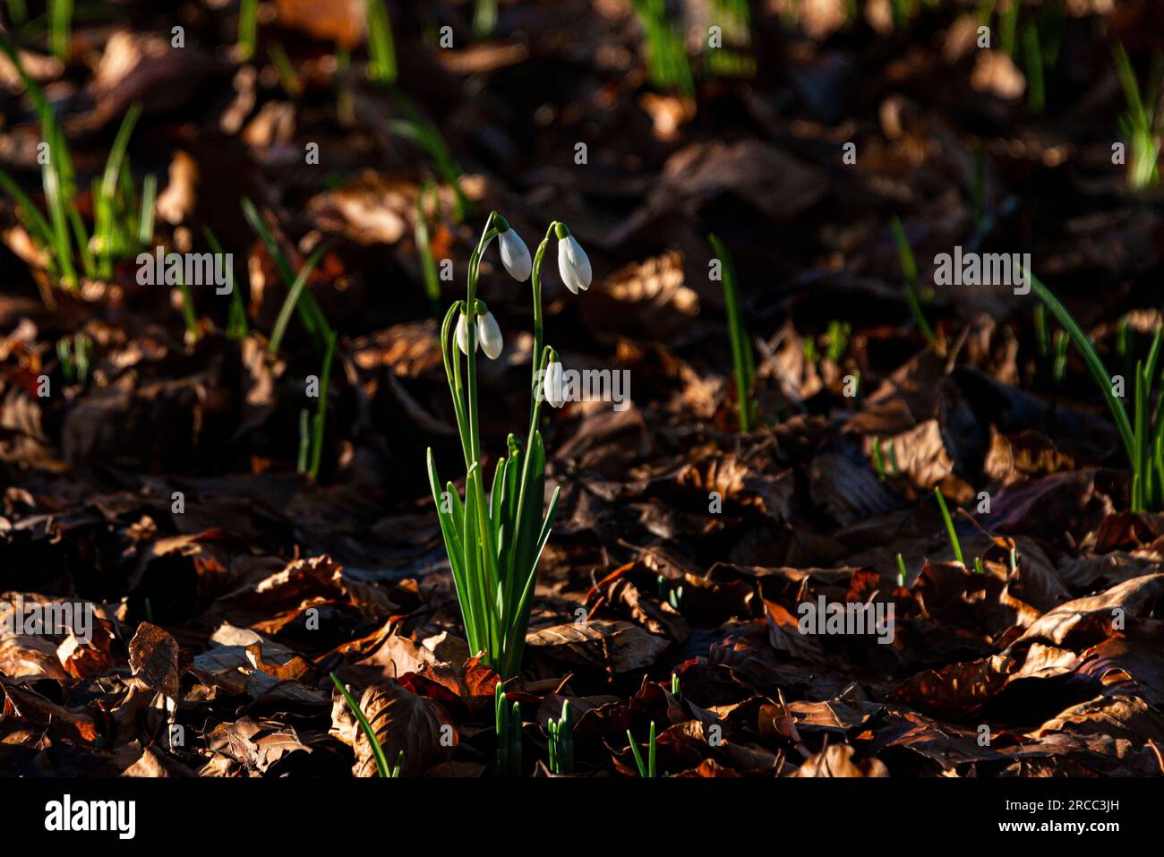 Snowdrops (Galanthus nivalis) Foto Stock
