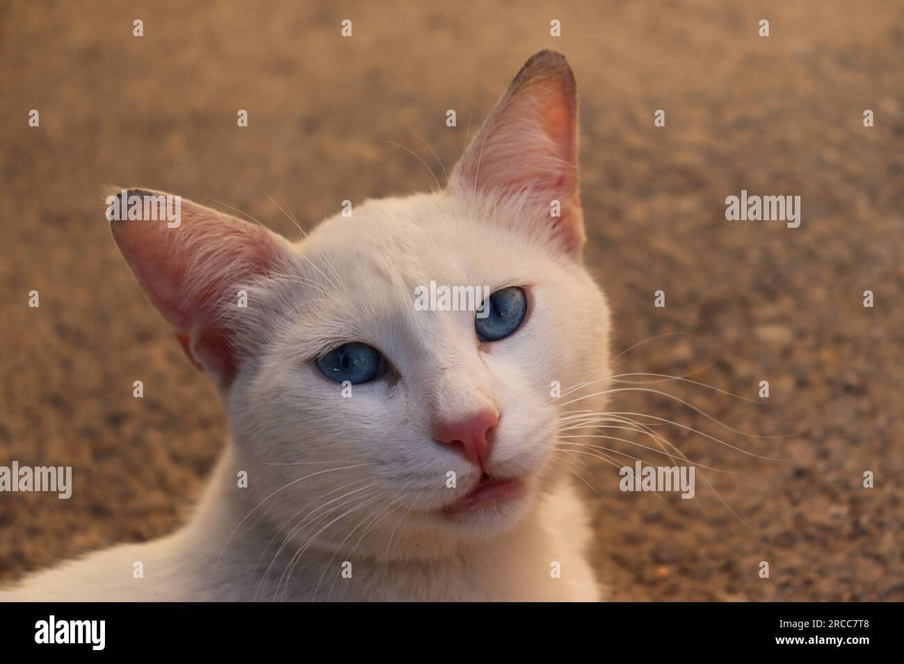 Bellissimo gatto bianco senzatetto con occhi blu Foto Stock