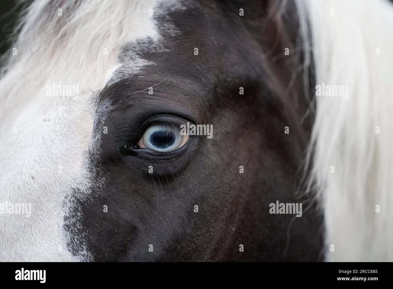 Un primo piano di un cavallo piebaldo dagli occhi blu Foto Stock