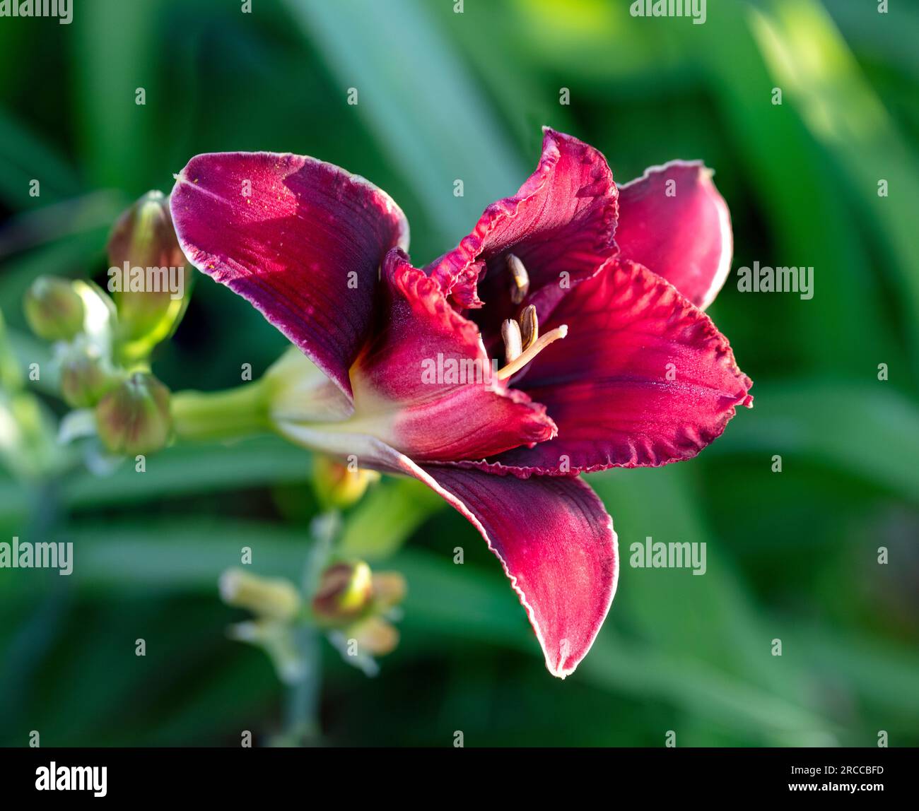 'Stellar Double Rose' Daylily, Daglilja (Hemerocallis) Foto Stock