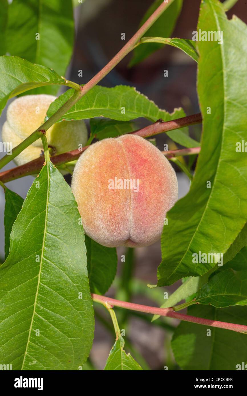 Peach 'Frost', Persika (Prunus persica) Foto Stock