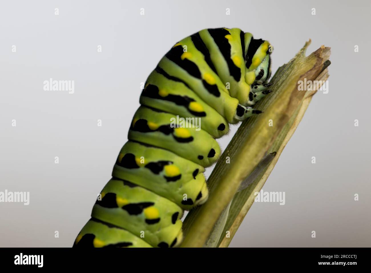 Testa di caterpillar a coda di rondine ravvicinata. Foto Stock