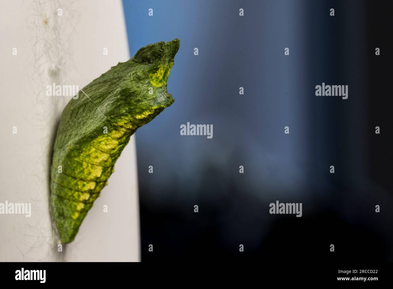 Primo piano della Chrysalis della farfalla a coda di rondine caterpillar. Bozzolo farfalla a coda di rondine. Foto Stock