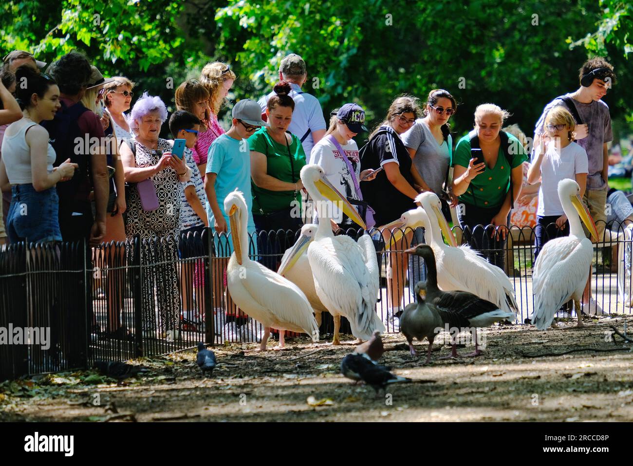 Londra, Regno Unito. I turisti del St James's Park ammirano i pellicani durante un caldo pomeriggio estivo. Foto Stock