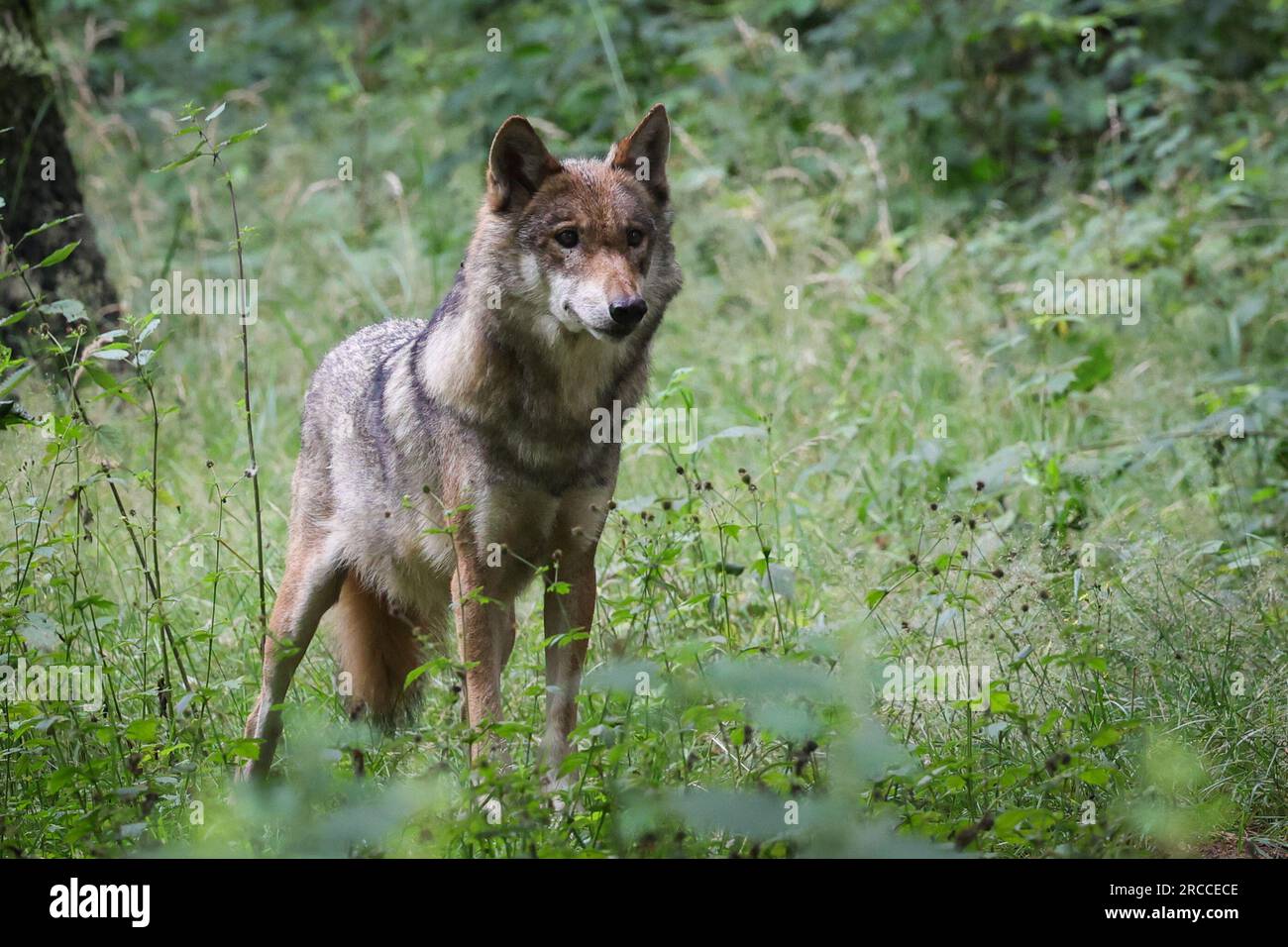 Eekholt, Germania. 12 luglio 2023. Una femmina di lupo adulta si trova nel suo recinto allo zoo di Eekholt. Alla fine della settimana di sessione, il parlamento dello Stato dello Schleswig-Holstein discuterà l'inclusione del lupo nella legge sulla caccia il 14 luglio. Credito: Christian Charisius/dpa/Alamy Live News Foto Stock