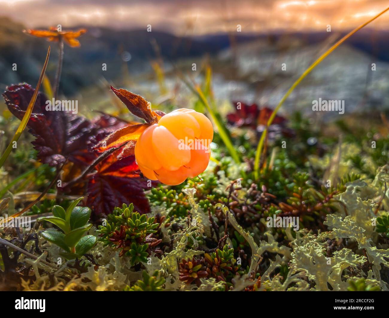 Primo piano di Clondberry Rubus Chamaemorus bacca dolce originaria dell'emisfero settentrionale, nota anche come salmonberry Foto Stock