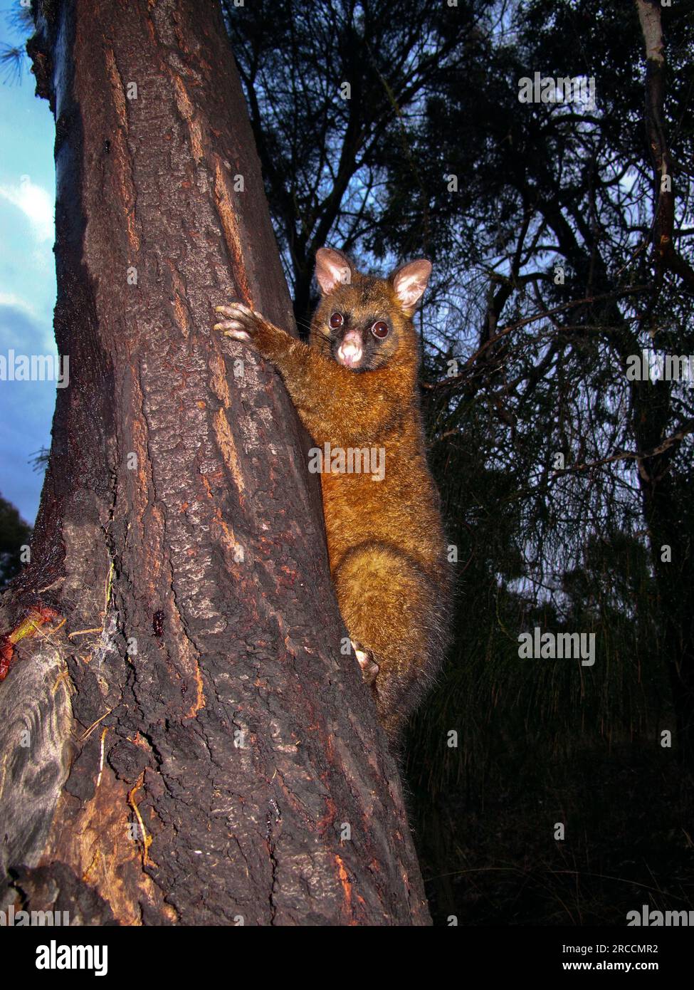 Il comune opossum Trichosurus vulpecula, che utilizza i suoi artigli per arrampicarsi sull'albero in un giardino suburbano australiano Foto Stock
