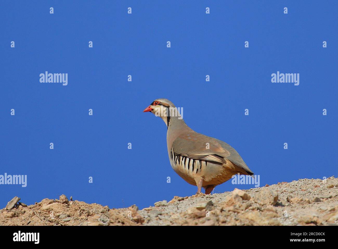 Leipsoi, o isola di Lipsi, Isole del Dodecaneso, Isole Egeo, Grecia Foto Stock