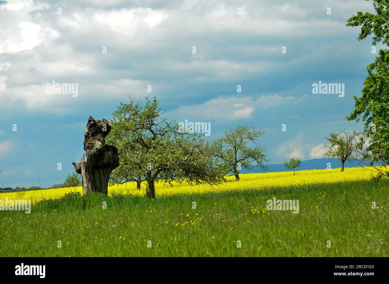 Un ceppo di albero nudo sorge in un prato verde alto di fronte a un campo di colza giallo con alcuni piccoli alberi intorno sotto il cielo nuvoloso Foto Stock