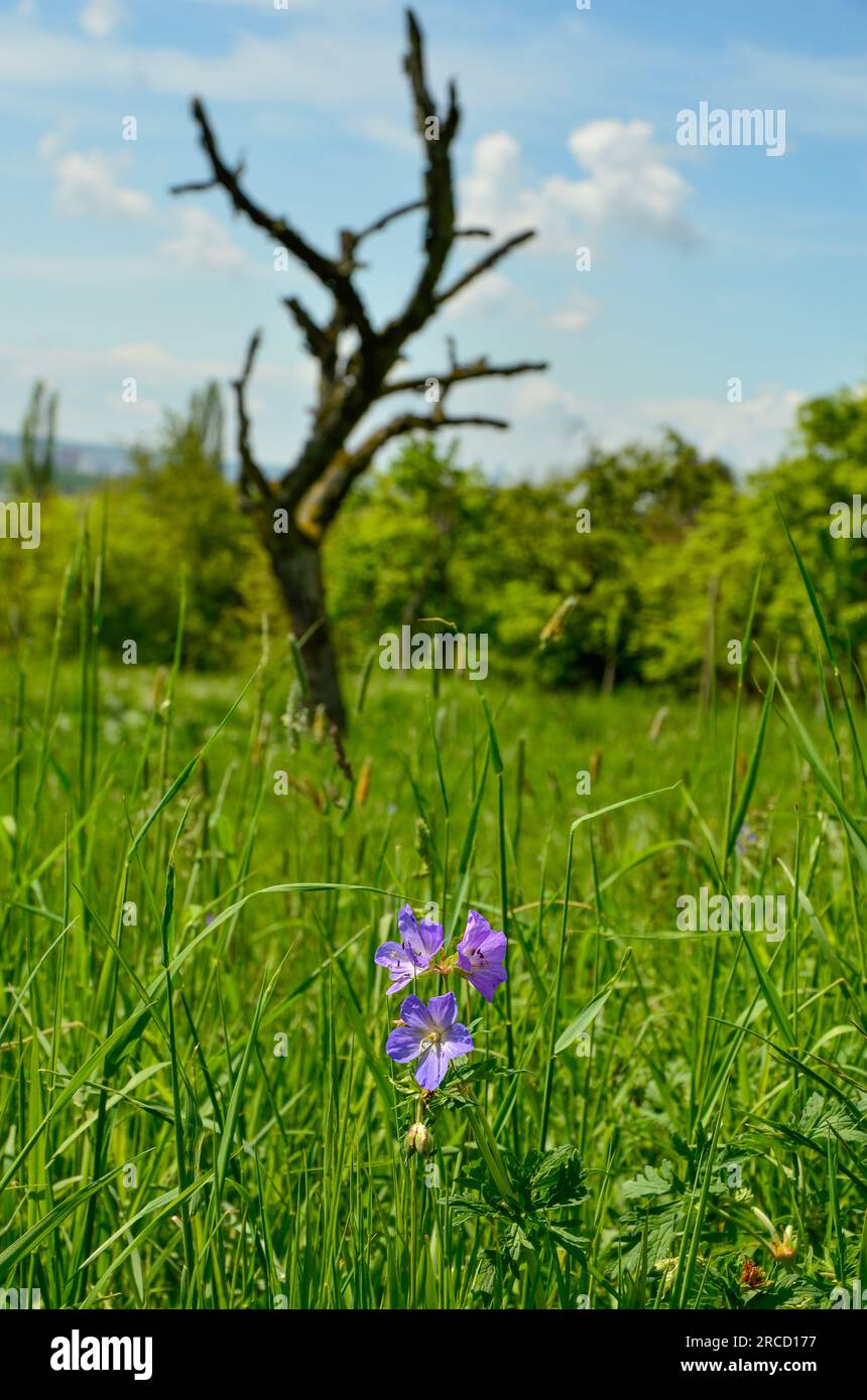 Piccolo becco di prato di colore viola in un alto prato verde con un albero nudo su sfondo sfocato Foto Stock