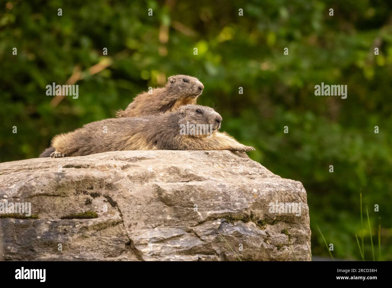 Marmotta alpina (Marmota marmota) su una roccia, fotografata nei Pirenei, Spagna a gennaio Foto Stock