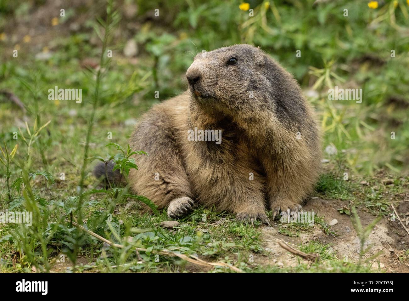 Marmotta alpina (Marmota marmota) su una roccia, fotografata nei Pirenei, Spagna a gennaio Foto Stock