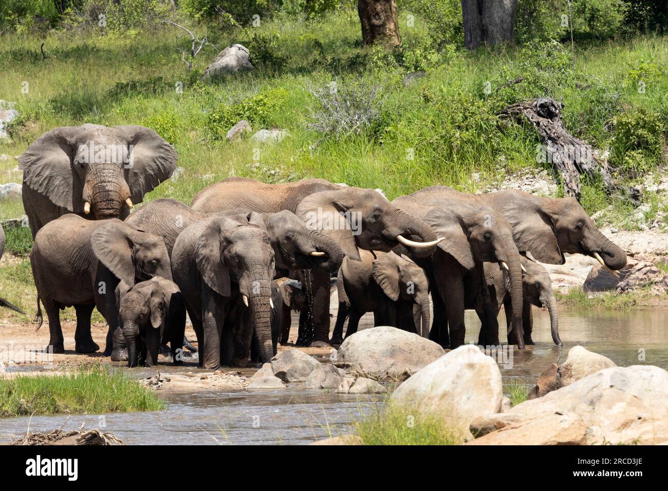 Un elefante toro maturo si unisce a una mandria di razza mentre beve dal fiume Ruaha. La testa più massiccia del toro è facile da distinguere dalle femmine. Foto Stock