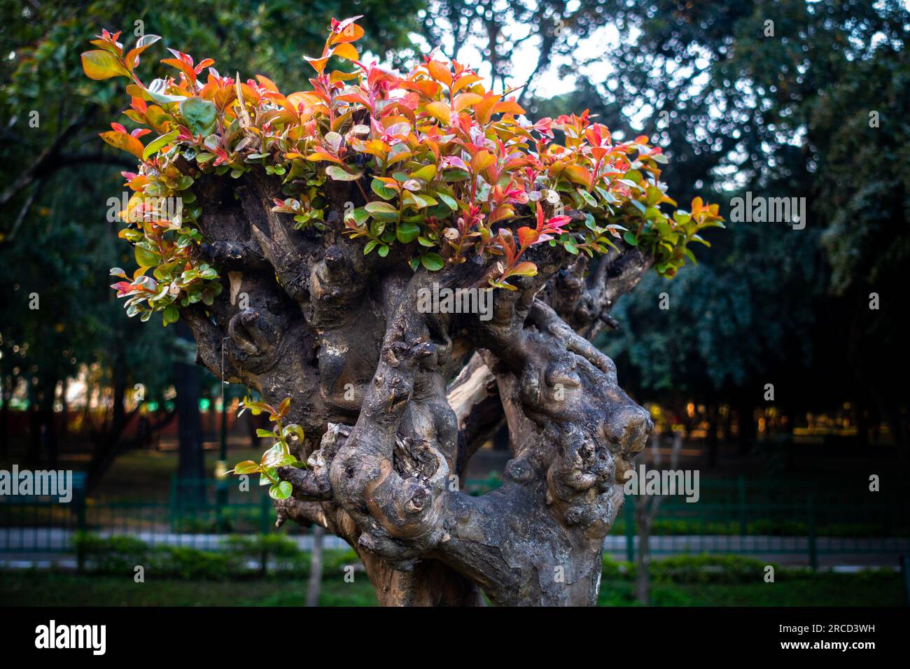 Ludwigia Repens pianta decorativa in un parco indiano. Uttarakhand India. Nome comune strisciante primrose-salice. Foto Stock