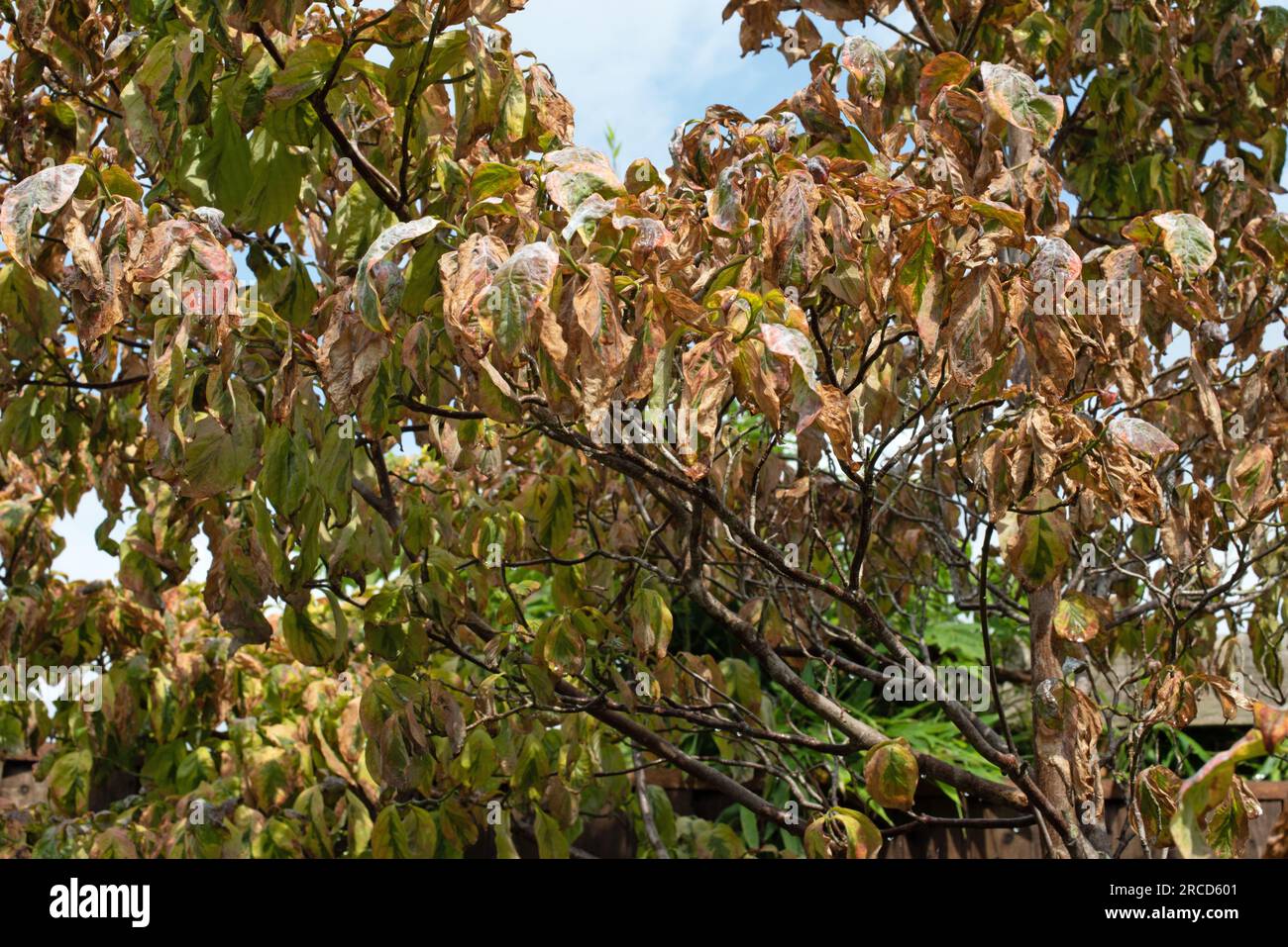 Cornus antracnoso, antracnoso di dogwood. Foto Stock