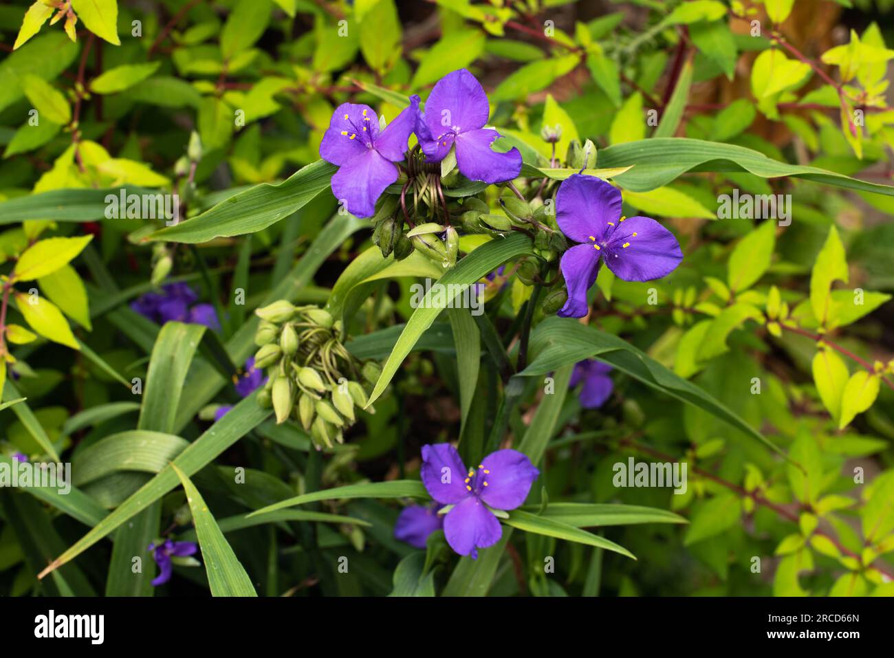 Tradescantia (gruppo Andersoniana) "Zwanenburg Blue" Foto Stock