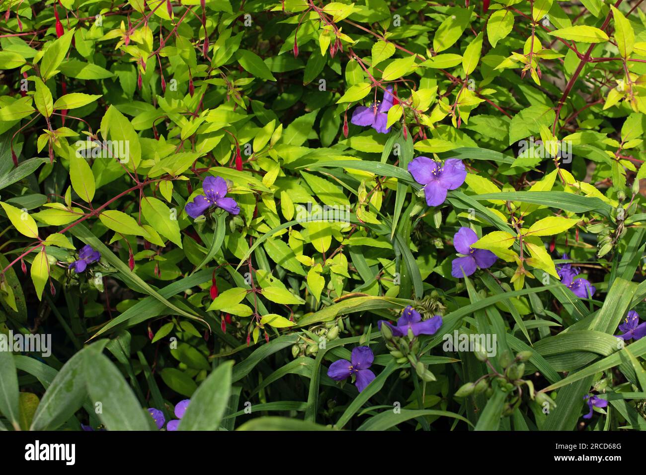 Tradescantia (gruppo Andersoniana) "Zwanenburg Blue" Foto Stock