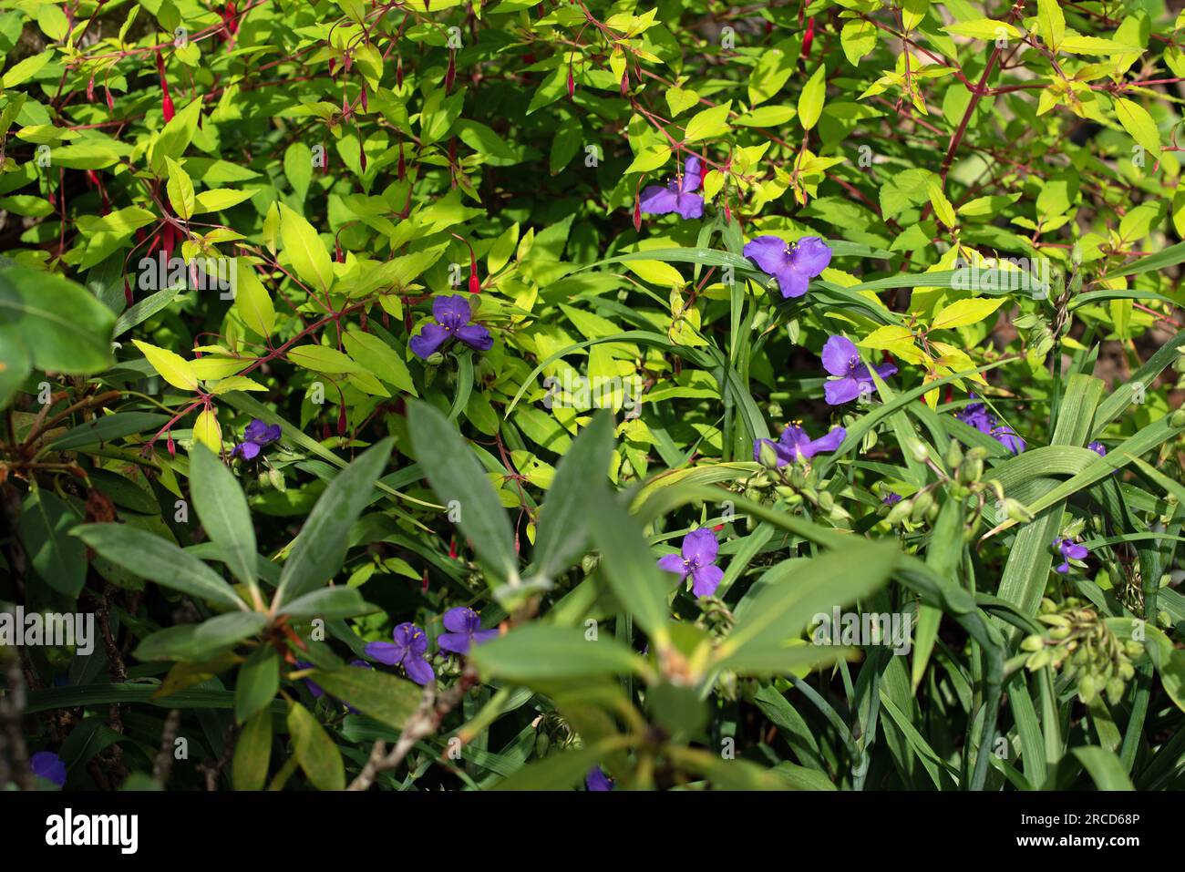 Tradescantia (gruppo Andersoniana) "Zwanenburg Blue" Foto Stock