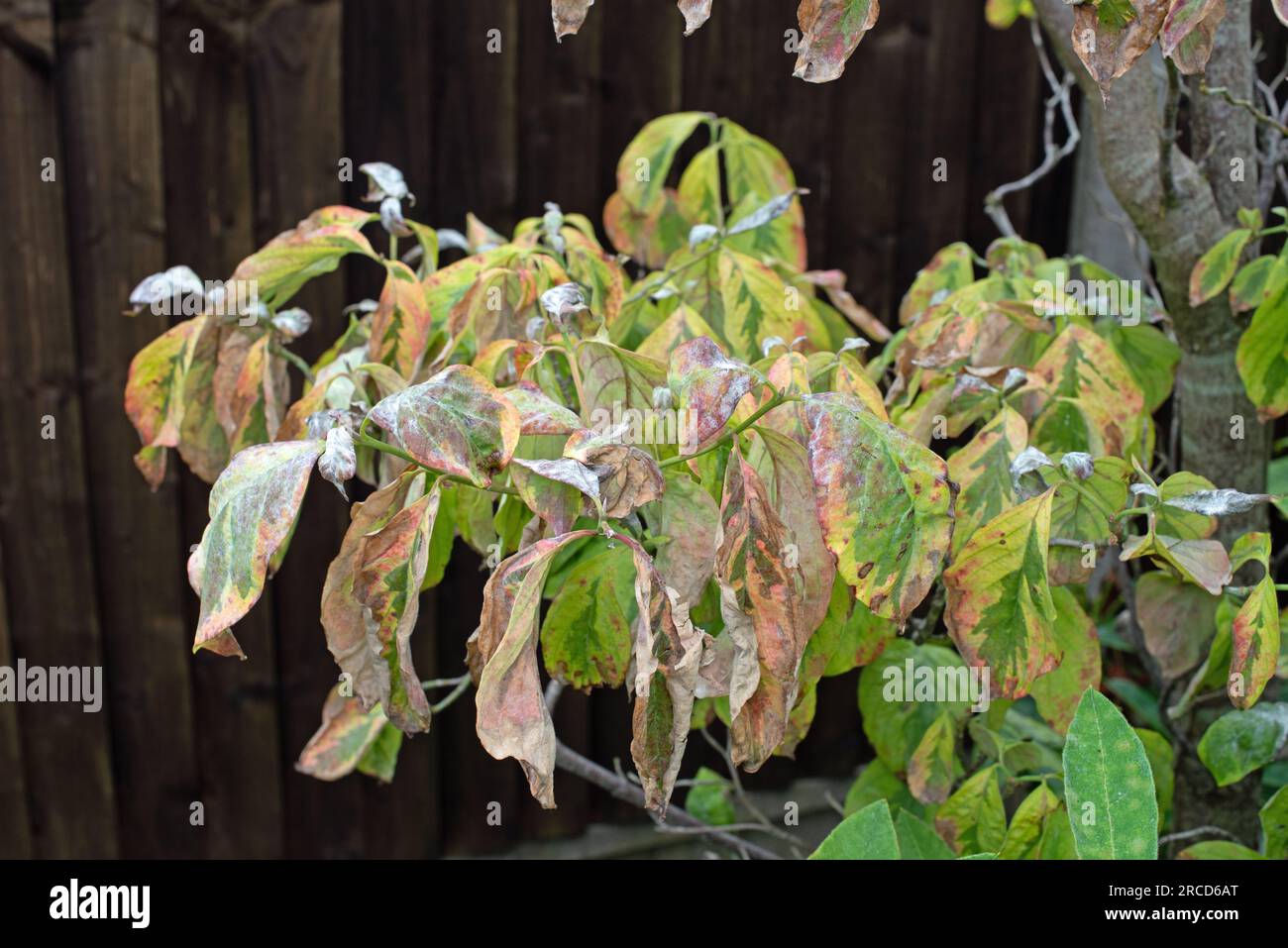 Cornus antracnoso, antracnoso di dogwood. Foto Stock